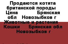 Продаются котята британской породы › Цена ­ 2 000 - Брянская обл., Новозыбков г. Животные и растения » Кошки   . Брянская обл.,Новозыбков г.